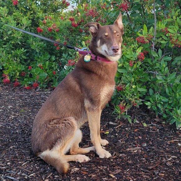 Meet your Posher, Shelley - Picture 1 of 1